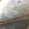 Abalone Shell Teardrop Necklace