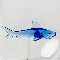 Shark Stemless Wine Glass
