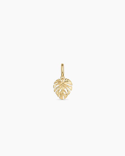 Monstera Parker Charm