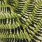 Fern Polished Marble Coasters, Set Of 4