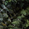Eucalyptus Wreath